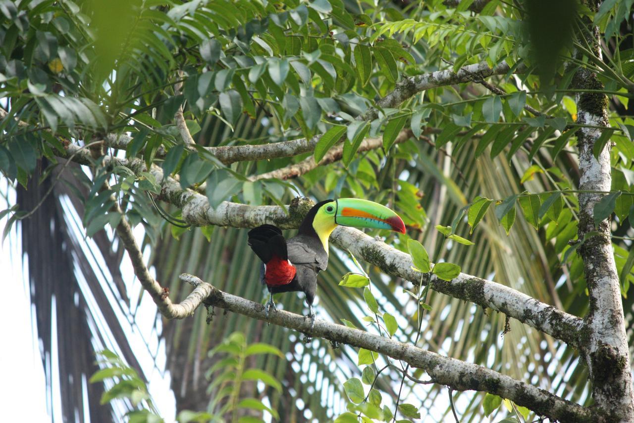 Hotel Vista Al Tortuguero Cariari  Bagian luar foto